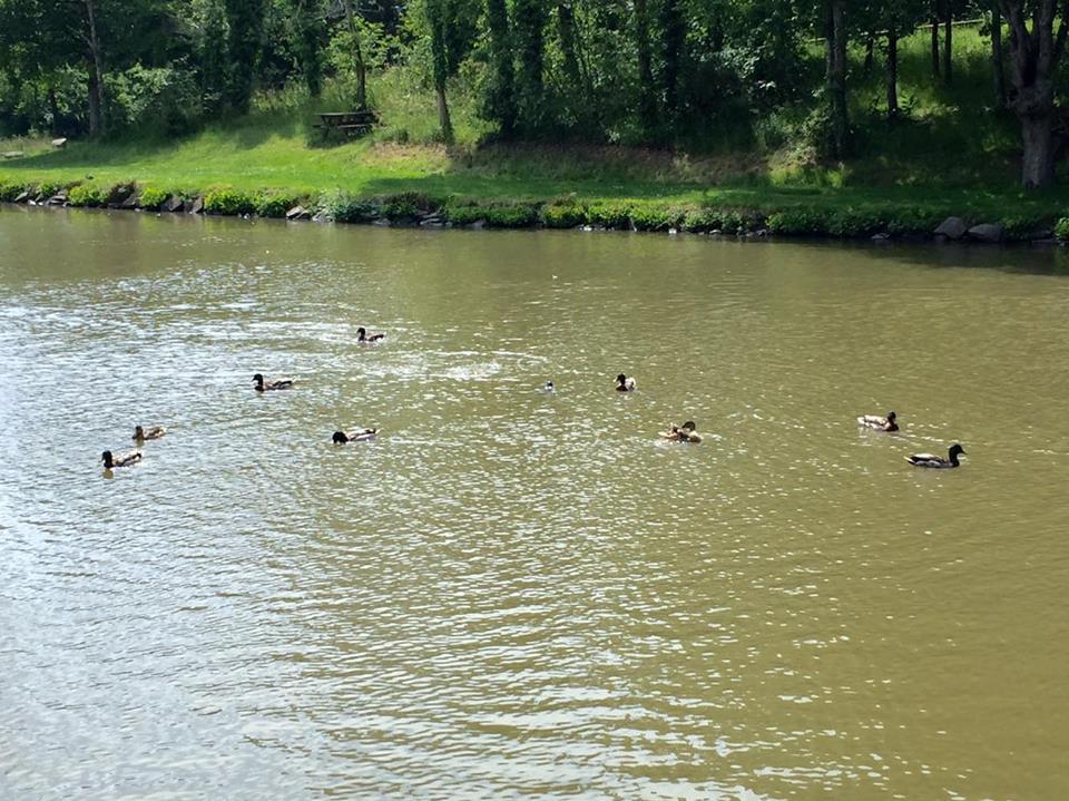 Etang de pêche