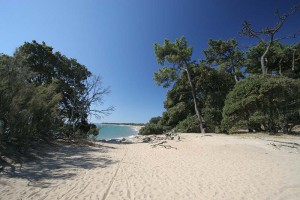 plage saint gilles foret sable