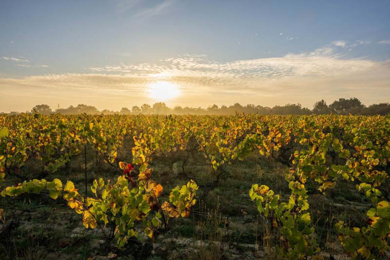 Les vignes de Vendée
